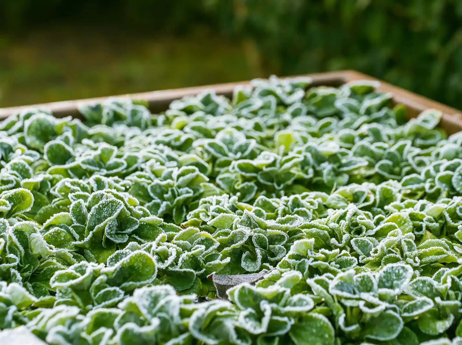 Feldsalat im Hochbeet im Winter