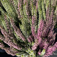 Calluna 'Twin', rot-weiß, Topf-Ø 10,5 cm, 6 Pflanzen Calluna 'Twin', rot-weiß, Topf-Ø 10,5 cm, 6 Pflanzen