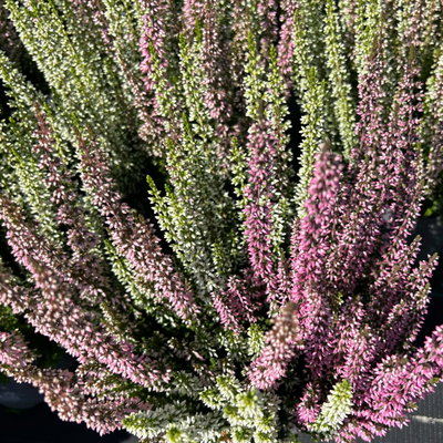 Calluna 'Twin', rot-weiß, Topf-Ø 10,5 cm, 6 Pflanzen Calluna 'Twin', rot-weiß, Topf-Ø 10,5 cm, 6 Pflanzen