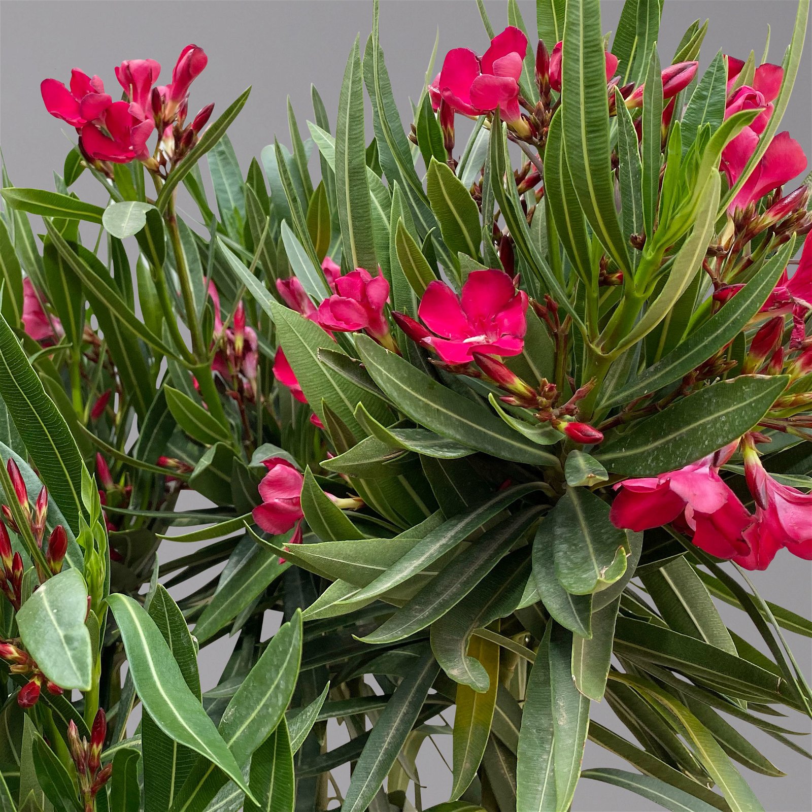 Oleander rot, Busch, Topf-Ø 22 cm, Höhe ca. 60 cm