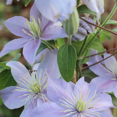 Italienische Waldrebe 'Prince Charles', 2er-Set, hellviolett, Topf 2 Liter Italienische Waldrebe 'Prince Charles', 2er-Set, hellviolett, Topf 2 Liter