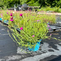 Bio Dianthus deltoides 'Roseus' pink, Topf-Ø 11 cm, 3er-Set