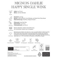 Kölles Beste Mignon-Dahlie Happy Single Wink, rosa, 1 Blumenknolle