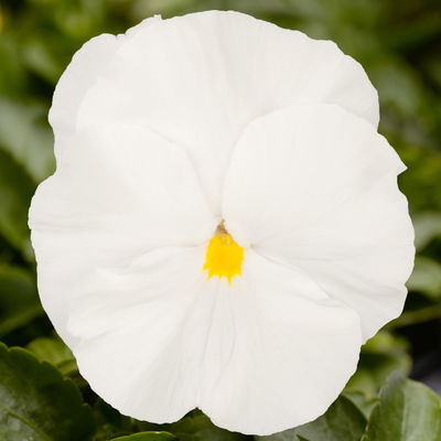 Stiefmütterchen 'Trio' gelb-weiß-orange, Topf-Ø 13 cm, 6 Pflanzen Stiefmütterchen 'Trio' gelb-weiß-orange, Topf-Ø 13 cm, 6 Pflanzen