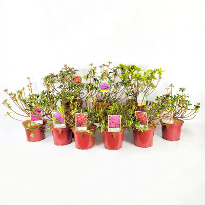Japanische Azalee, Höhe 15-20 cm, Topf 2 Liter, 10er-Set Japanische Azalee, Höhe 15-20 cm, Topf 2 Liter, 10er-Set