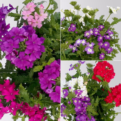 Eisenkraut 'Trio', bunt, Topf-Ø 12 cm, 6 Pflanzen Eisenkraut 'Trio', bunt, Topf-Ø 12 cm, 6 Pflanzen