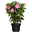 Dipladenie rosa, Spalier, Topf-Ø 14 cm, Höhe ca. 45 cm