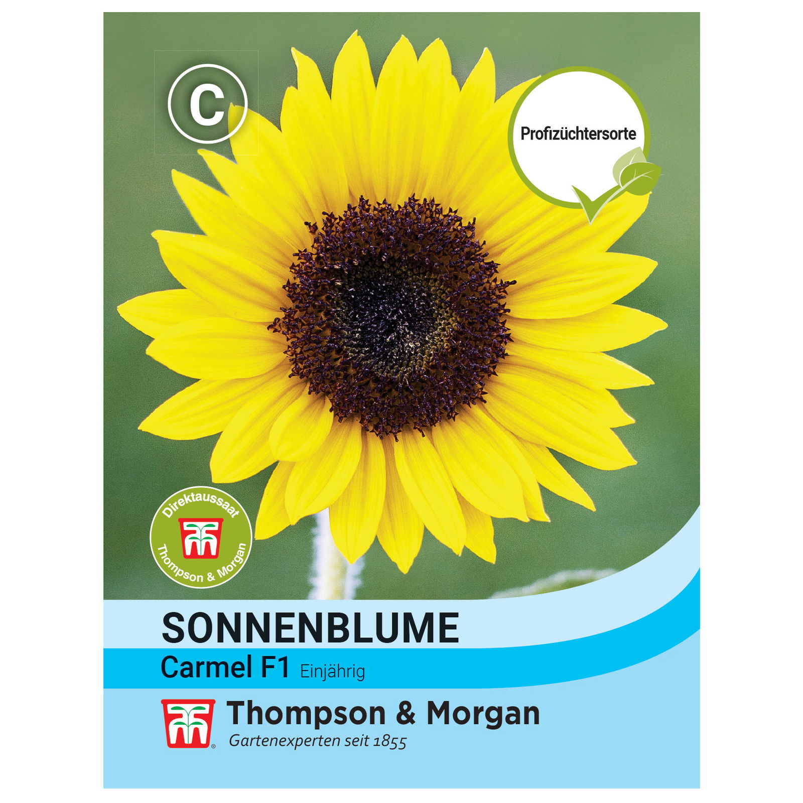 Thompson & Morgan Saatgut Sonnenblume 'Carmel', gelb