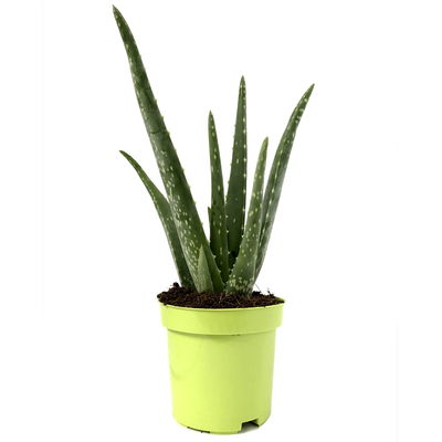 Aloe vera, Topf-Ø 10,5 cm, Höhe ca. 25 cm, 3er-Set Aloe vera, Topf-Ø 10,5 cm, Höhe ca. 25 cm, 3er-Set