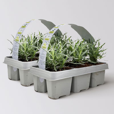 Lavendel, Ballen-Ø ca. 7 cm, 2x 6 Pflanzen im Tray Lavendel, Ballen-Ø ca. 7 cm, 2x 6 Pflanzen im Tray