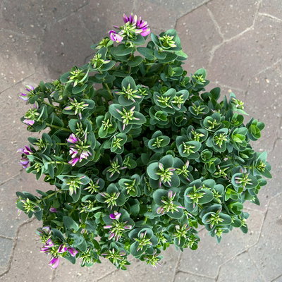 Kreuzblume 'Bibi Pink', rosa-violett, Topf-Ø 17 cm, Höhe ca. 40 cm, 2 Pflanzen