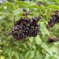 Schwarzer Holunder 'Haschberg' 40/60 cm, im 5 l Topf