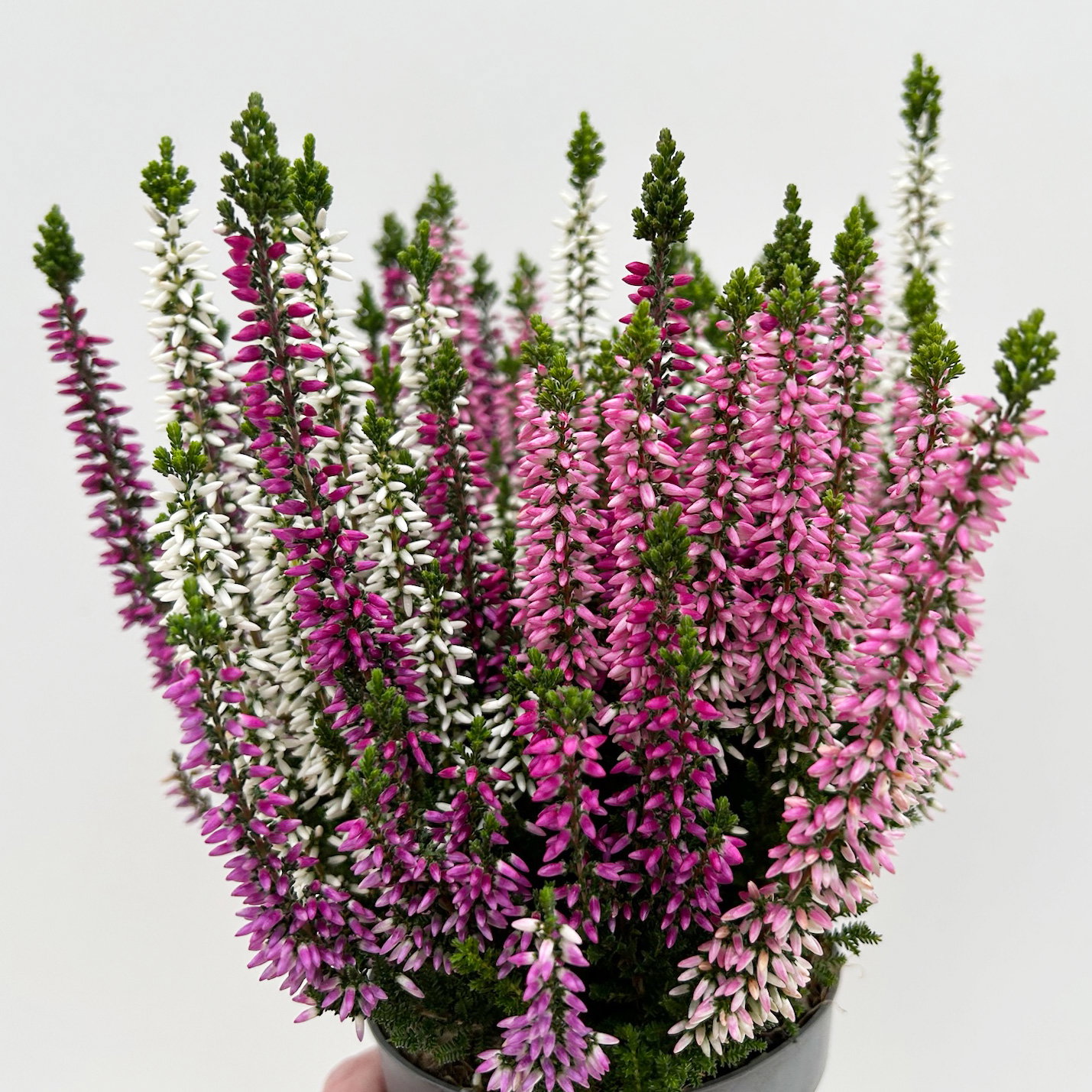 Calluna 'Beauty Ladies® Harmony' Trio, lila-rosa-weiß, Topf-Ø 11 cm, 6 Pflanzen Calluna 'Beauty Ladies® Harmony' Trio, lila-rosa-weiß, Topf-Ø 11 cm, 6 Pflanzen