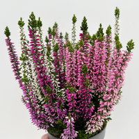 Calluna 'Beauty Ladies® Harmony' Trio, lila-rosa-weiß, Topf-Ø 11 cm, 6 Pflanzen Calluna 'Beauty Ladies® Harmony' Trio, lila-rosa-weiß, Topf-Ø 11 cm, 6 Pflanzen