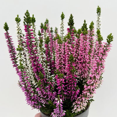 Calluna 'Beauty Ladies® Harmony' Trio, lila-rosa-weiß, Topf-Ø 11 cm, 6 Pflanzen Calluna 'Beauty Ladies® Harmony' Trio, lila-rosa-weiß, Topf-Ø 11 cm, 6 Pflanzen