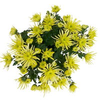 Chrysanthemen Spider Anansi™ Yellow, spinnenblütig, Topf-Ø 14cm, 4er-Set