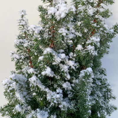 Kegelzypresse 'Top Point', weiß beschneit, Topf-Ø 19 cm, 2 Pflanzen