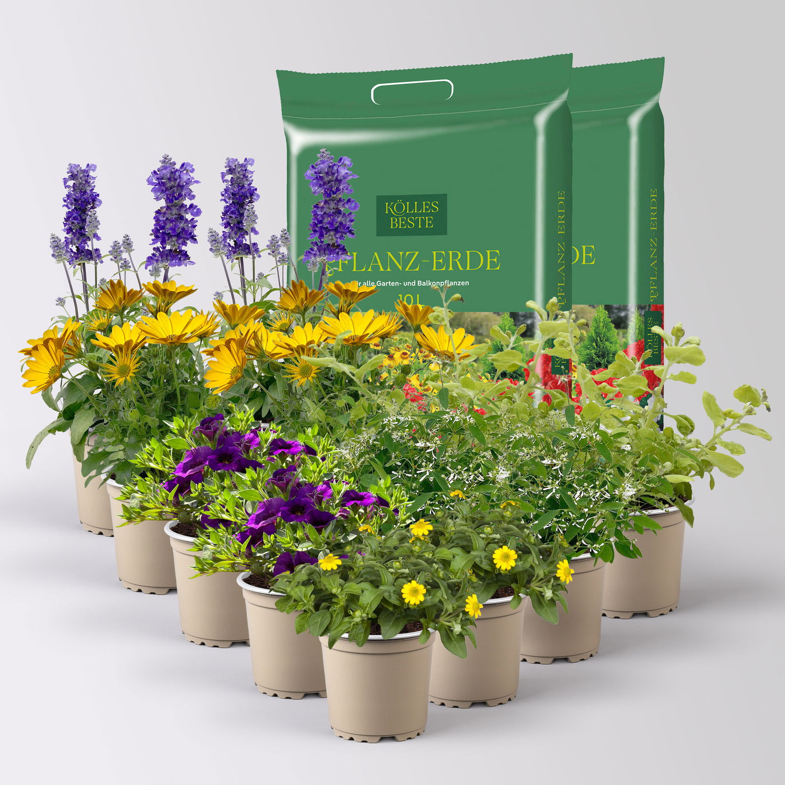 Pflanzenkreation 'Swimmingpool', 12 Pflanzen inkl. Erde Pflanzenkreation 'Swimmingpool', 12 Pflanzen inkl. Erde