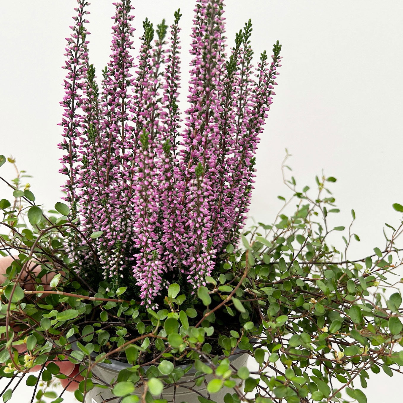 Knospenheide & Mühlenbeckia Duo, lila, Topf-Ø 13 cm, 6 Pflanzen