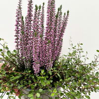 Knospenheide & Mühlenbeckia Duo, lila, Topf-Ø 13 cm, 6 Pflanzen