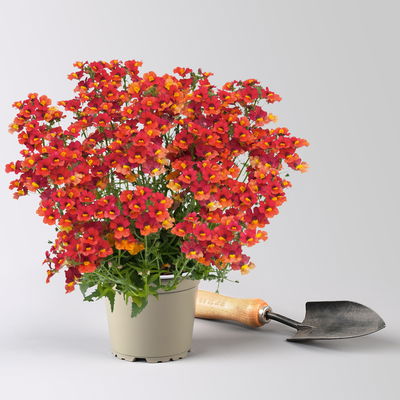 Nemesie, orange-rot, Topf-Ø 12 cm, 6 Pflanzen Nemesie, orange-rot, Topf-Ø 12 cm, 6 Pflanzen