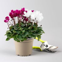Alpenveilchen 'Trio', lila, weiß & lila-weiß, Topf-Ø 13 cm, 6 Pflanzen Alpenveilchen 'Trio', lila, weiß & lila-weiß, Topf-Ø 13 cm, 6 Pflanzen
