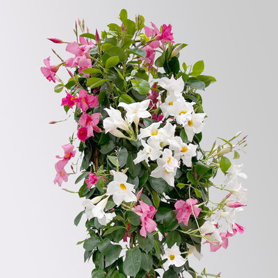 Dipladenie 'Duo',rosa-weiß, Doppelbogen, Topf-Ø 21 cm,  Höhe ca. 90 cm