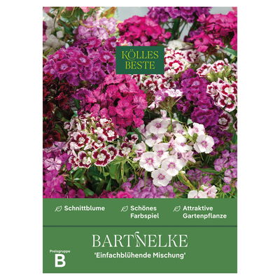 Kölles Beste Blumensamen, Bartnelke 'Einfachblühende Mischung'