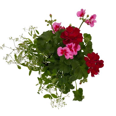 Geranien-Schneewolke-Mix rot/rosa-weiß, Topf-Ø 14 cm, 4 Pflanzen