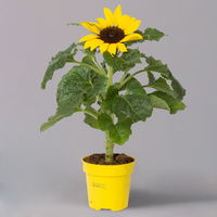 Sonnenblume 'Sunsation'® gelb, Topf-Ø 12/13 cm, 6er-Set
