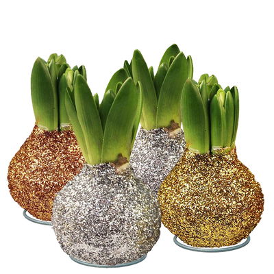 Hyazinthe in Wachs Glitter Metallic Mix, Farben zufällig, 4 Stück
