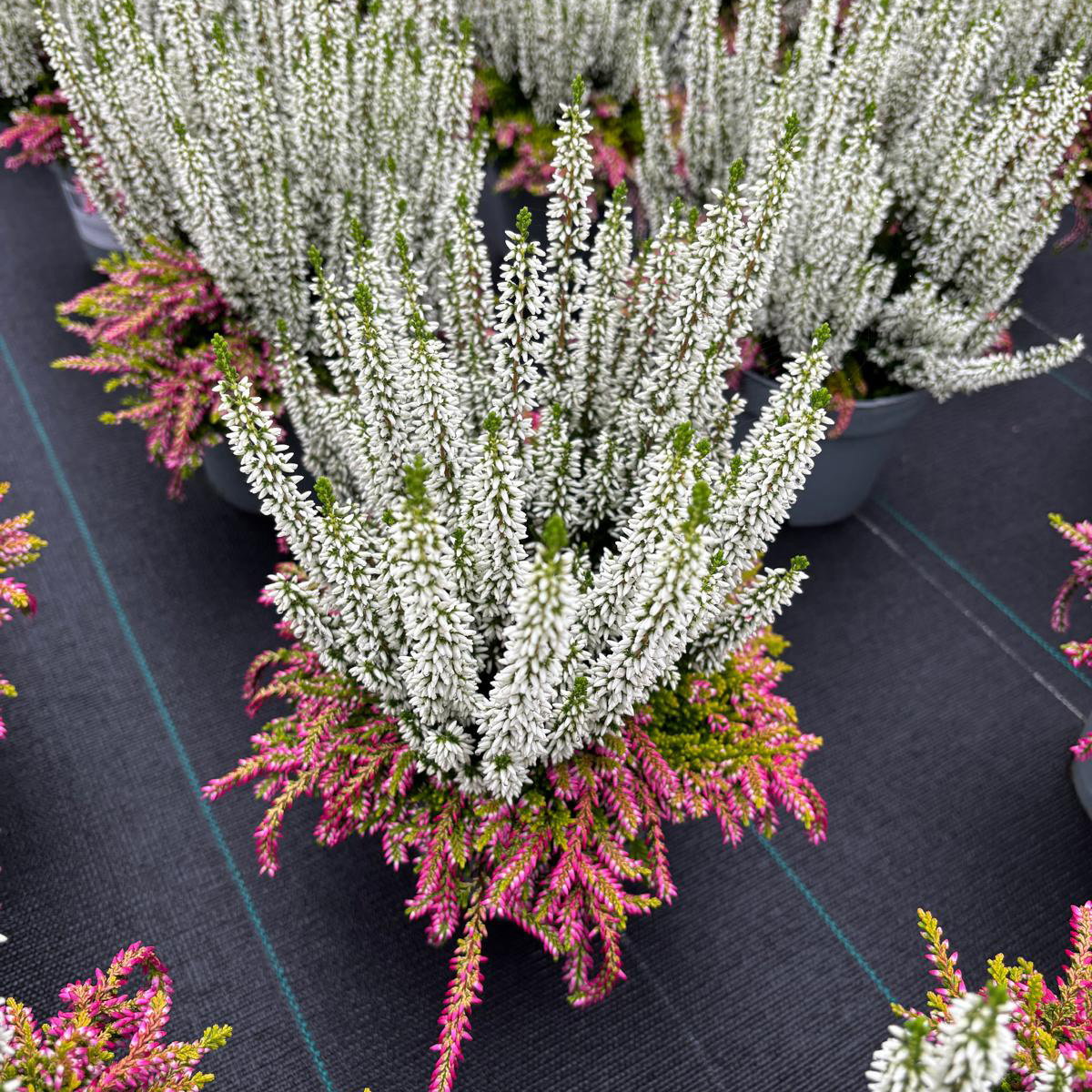 Calluna 'Colour Crown', zweifarbig, weiß-rosa, Topf-Ø 13 cm, 3 Pflanzen Calluna 'Colour Crown', zweifarbig, weiß-rosa, Topf-Ø 13 cm, 3 Pflanzen