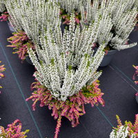 Calluna 'Colour Crown', zweifarbig, weiß-rosa, Topf-Ø 13 cm, 3 Pflanzen Calluna 'Colour Crown', zweifarbig, weiß-rosa, Topf-Ø 13 cm, 3 Pflanzen