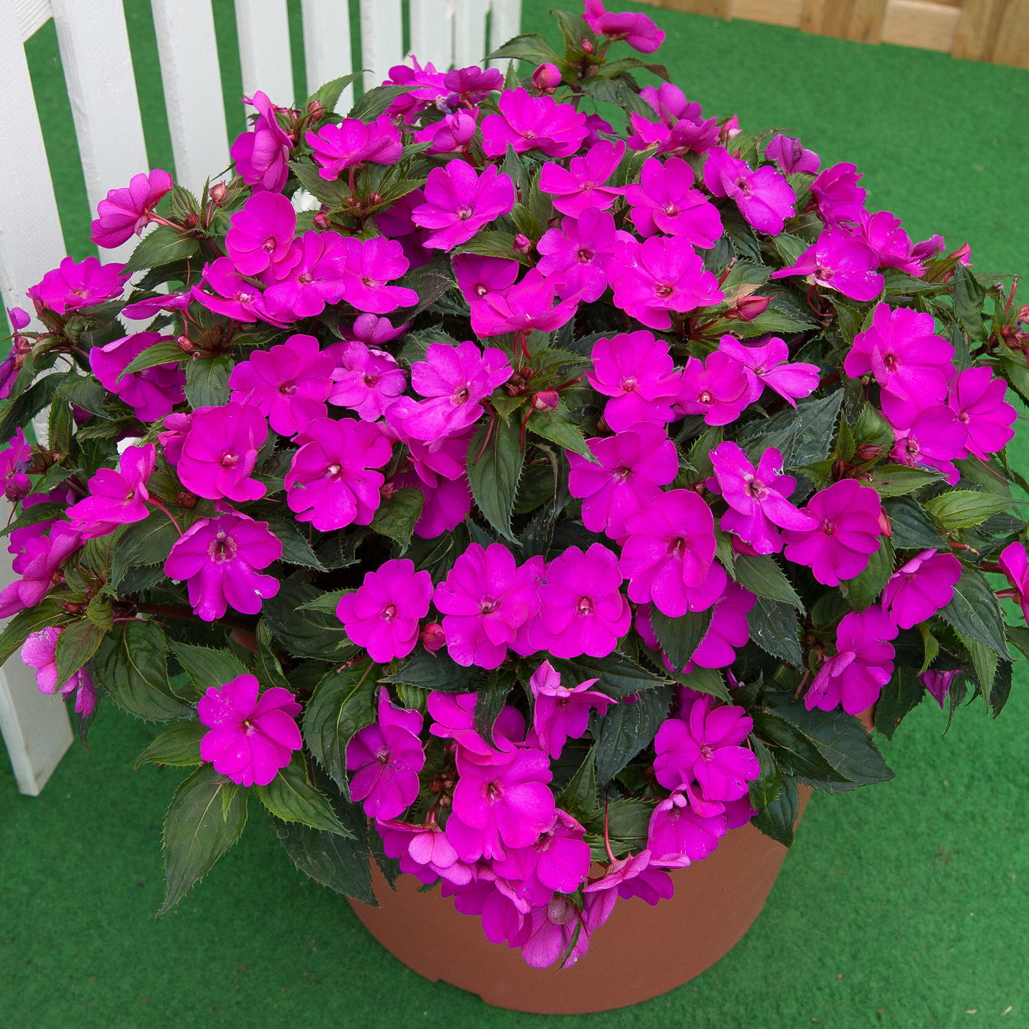 Edellieschen, lila, Topf-Ø 12 cm, 6 Pflanzen