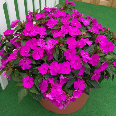 Edellieschen, lila, Topf-Ø 12 cm, 6 Pflanzen