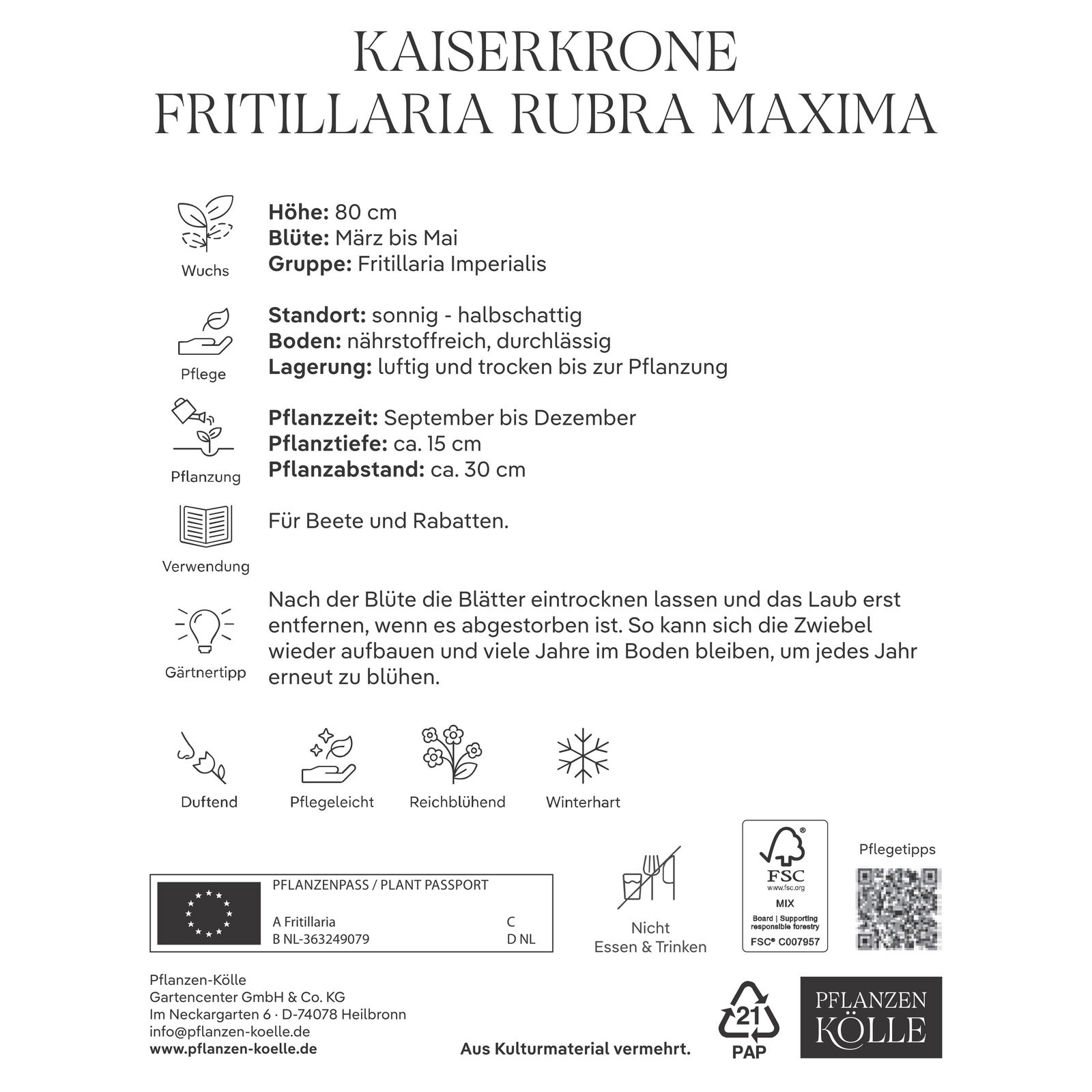 Kölles Beste Kaiserkrone (Fritillaria Imperalis Rubra Maxima) rot, 1 Stück
