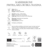 Kölles Beste Kaiserkrone (Fritillaria Imperalis Rubra Maxima) rot, 1 Stück