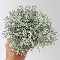 Pflanzenkreation 'Silver-Mix', silber-weiß, 12 Pflanzen + 2x 10 l Erde