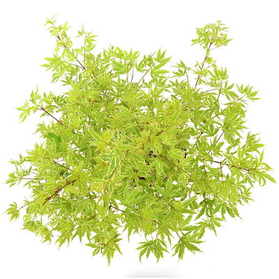 Japanischer Fächerahorn 'Butterfly', Höhe 40 - 60 cm, Topf-Ø 19 cm