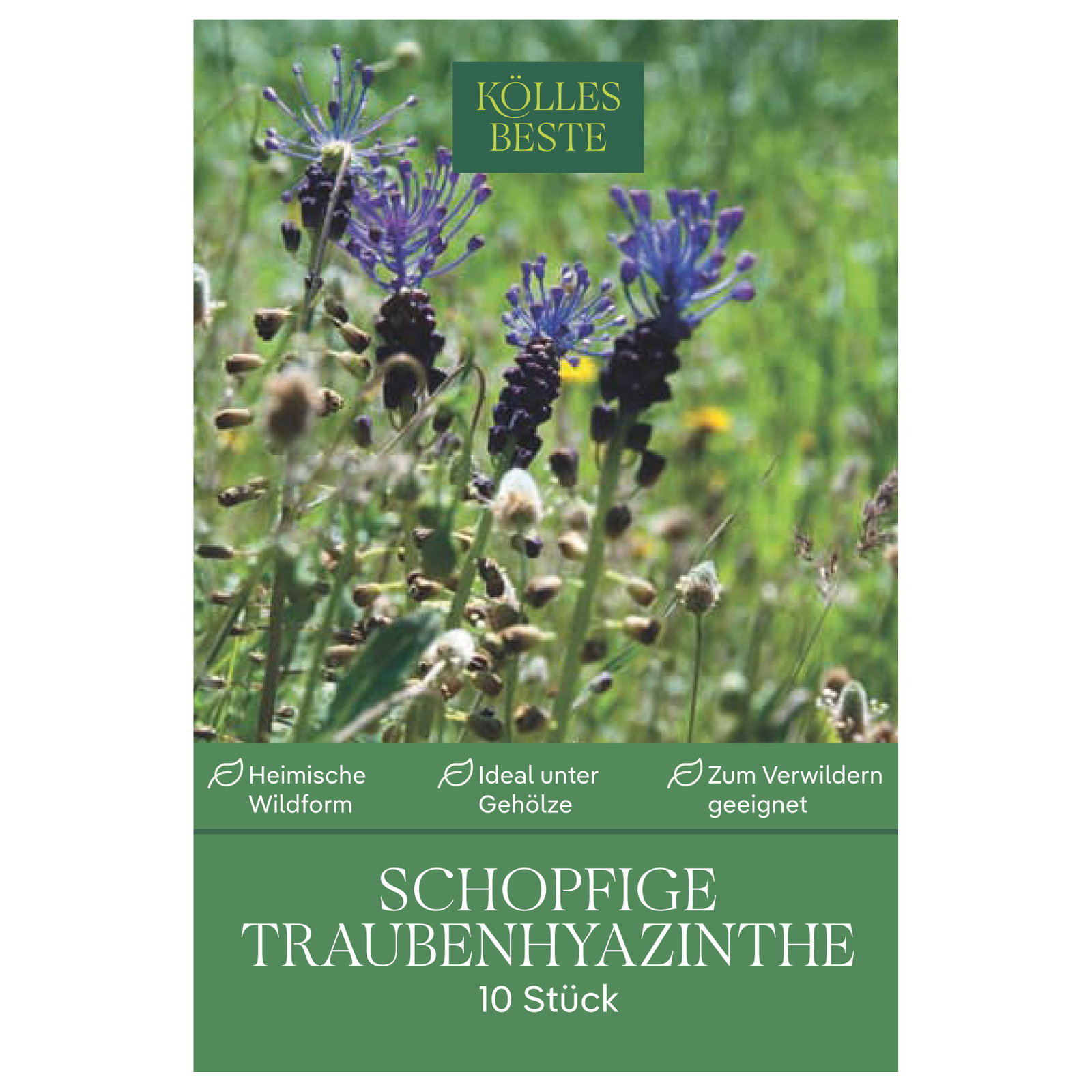 Kölles Beste Schopfige Traubenhyazinthe, 10 Blumenzwiebeln Kölles Beste Schopfige Traubenhyazinthe, 10 Blumenzwiebeln