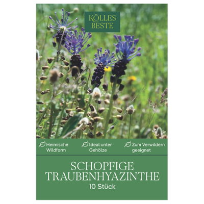 Kölles Beste Schopfige Traubenhyazinthe, 10 Blumenzwiebeln Kölles Beste Schopfige Traubenhyazinthe, 10 Blumenzwiebeln
