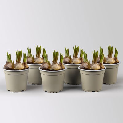 Mixtopf Narzissen und Muscari, blau-gelb, Topf-Ø 12 cm, 6 Pflanzen