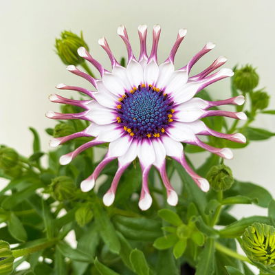 Kapkörbchen löffelblütig weiß, Topf-Ø 12 cm, 6er-Set