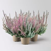 Calluna 'Lönneby' Twin, Fluffy, rosa, Topf-Ø 13 cm, 3 Pflanzen
