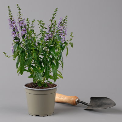 Angelonia lilablau, Topf-Ø 12 cm, 6er-Set