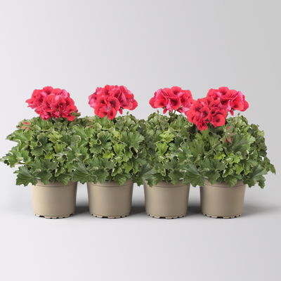 Edelgeranie Bella Donna® 'Don Vito®',, rot, Topf-Ø 12 cm, 4 Pflanzen Edelgeranie Bella Donna® 'Don Vito®',, rot, Topf-Ø 12 cm, 4 Pflanzen