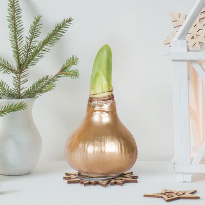 Amaryllis in Wachs XL, Dekor 'Superior Gold', Blüte rot Amaryllis in Wachs XL, Dekor 'Superior Gold', Blüte rot