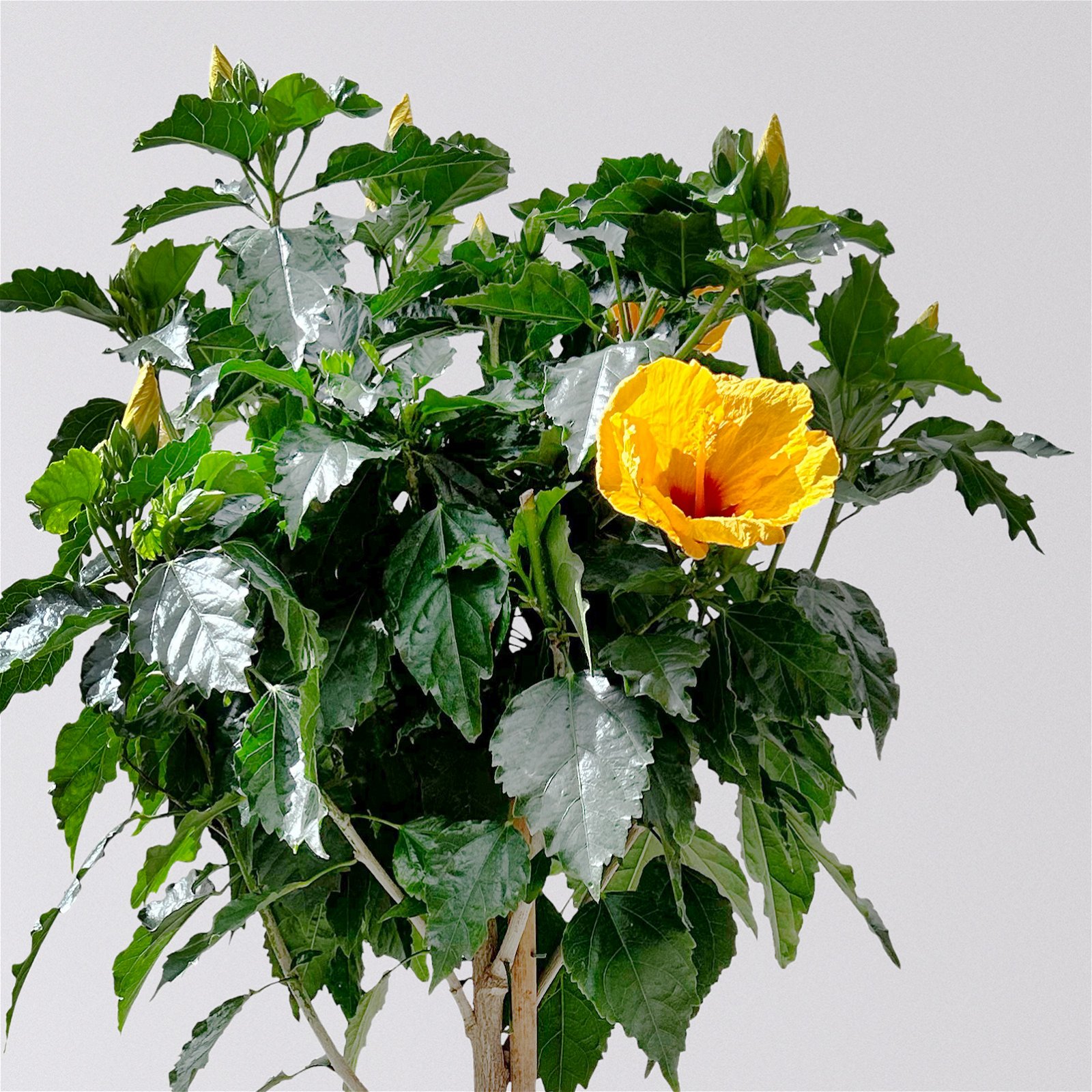 Hibiskus gelb, Stamm, Topf-Ø 23 cm, Höhe ca. 120 cm
