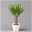 Palmlilie mit Keramiktopf Dallas weiß, Höhe ca. 40-45cm, Topf-Ø 11/12cm, 3er-Set
