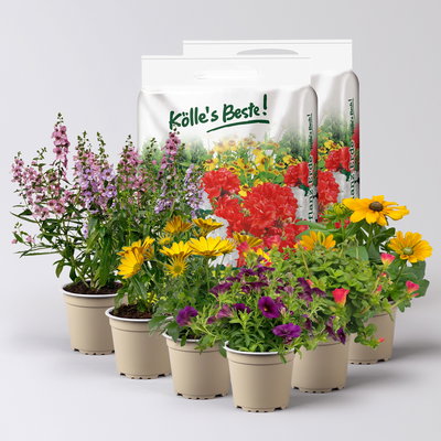 Pflanzenkreation Blütenmeer, groß, 6 Pflanzen inkl. Erde Pflanzenkreation Blütenmeer, groß, 6 Pflanzen inkl. Erde